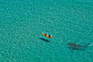 kayak-shark-after